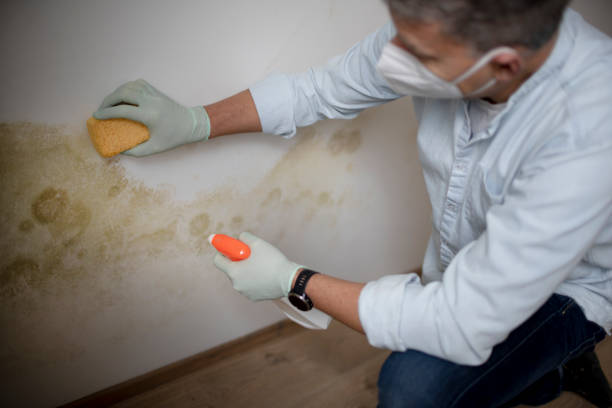 Best Crawl Space Mold Remediation in Holdenville, OK