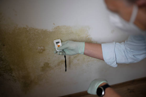 Best Localized Mold Remediation (e.g., coastal areas, humid climates) in Holdenville, OK