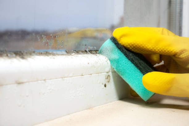 Best White Mold Remediation in Holdenville, OK