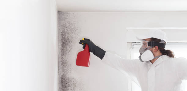 Best Residential Mold Remediation in Holdenville, OK