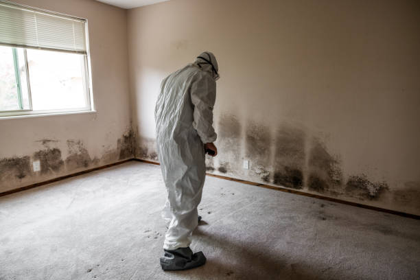 Best Emergency Mold Remediation in Holdenville, OK