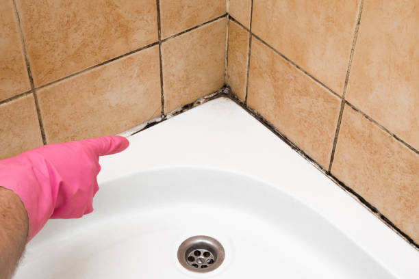 Best Emergency Mold Remediation in Holdenville, OK